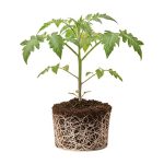 نشاء گوجه فرنگی دیمون