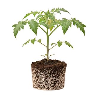 نشاء گوجه فرنگی دیمون